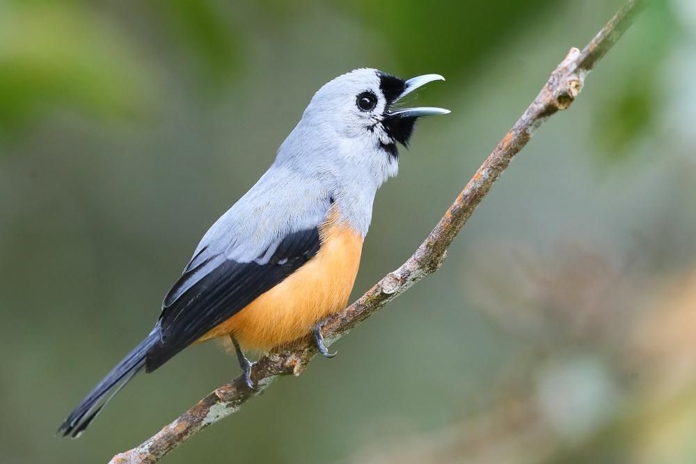 Black-winged Monarch (Monarcha frater frater): Locality: Arfak Mountains,  Vogelkop Peninsula, West Papua (Indonesia), New Guin… | Bird pictures, West  papua, Monarch