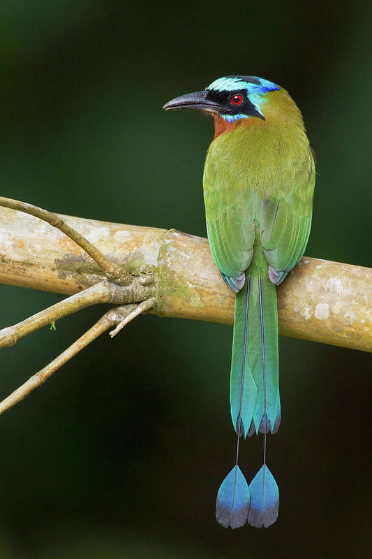 Trinidad Motmot, Blue-crowned Motmot Art Print by Ken Archer - Pixels Merch