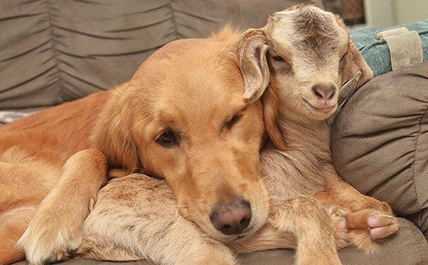 This Dog Believes She’s a Mom to Baby Goats and Loves to Cuddle Them