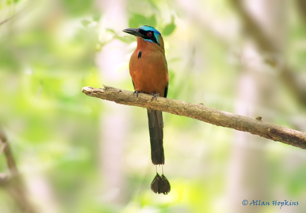 Trinidad Motmot (Momotus bahamensis) | Formerly a subspecies… | Flickr