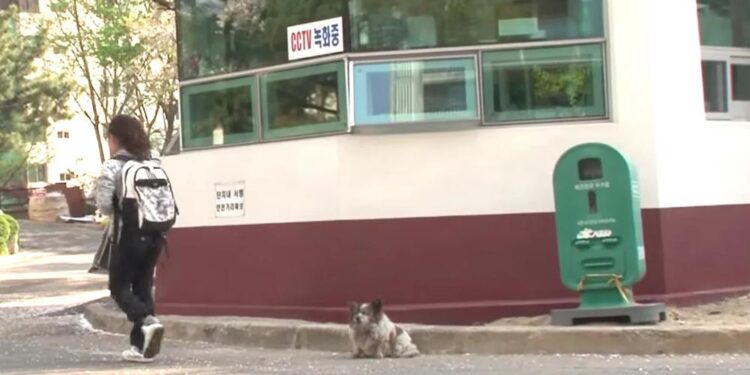 Abandon Blind Dog Waits for Owners to Return