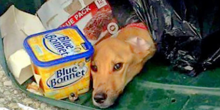 Garbage Collector Takes Unexpected Detour and Discovers Puppy in Abandoned Bin