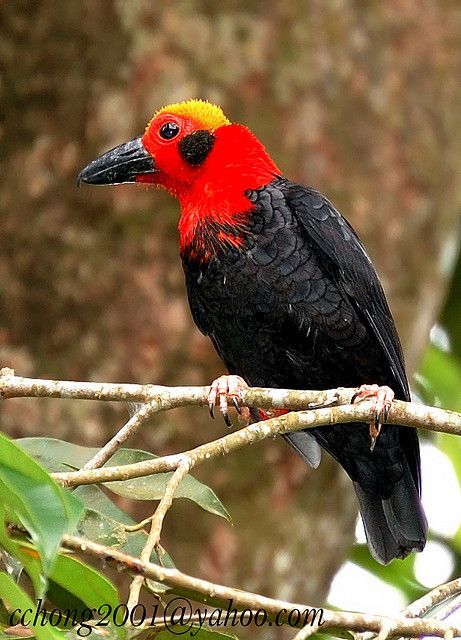 Bornean bristlehead (Pityriasis gymnocephala) | Pretty birds, Pet birds,  Nature birds