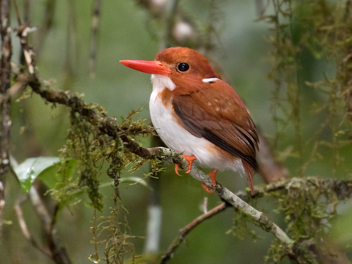 Madagascar Pygmy Kingfisher - eBird