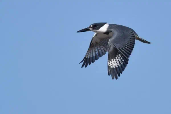 Found worldwide, these unique looking birds are always fun to watch. In this article we explore 14 facts about kingfishers and how they are unique in the animal kingdom.