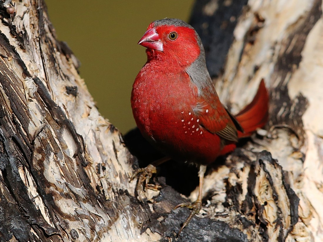 Crimson Finch - eBird