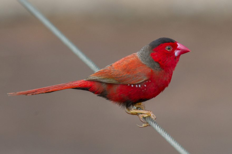 Crimson Finch - Aviculture Hub