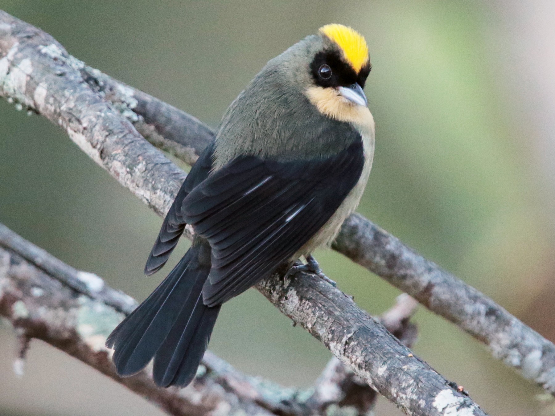 Black-goggled Tanager - eBird