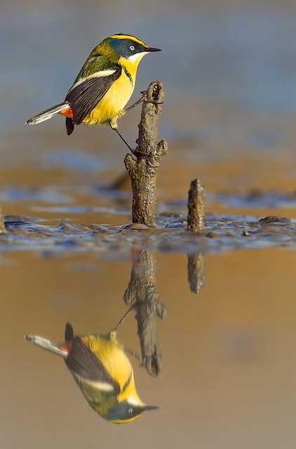 SIETECOLORES (Tachuris rubrigastra rubrigastra) | Many-colou… | Flickr