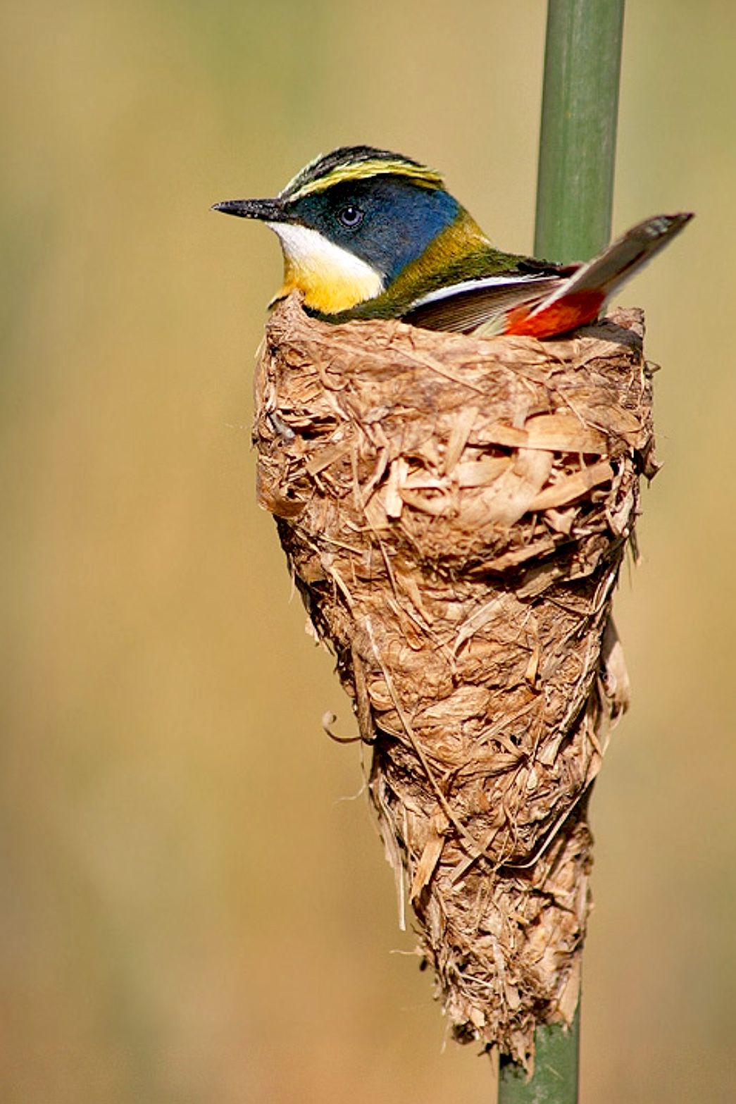 Many-colored Rush Tyrant (Tachuris rubrigastra) on it's nest. This small  brightly colored South American bird belongs to th… | Nature birds, Pet  birds, Pretty birds