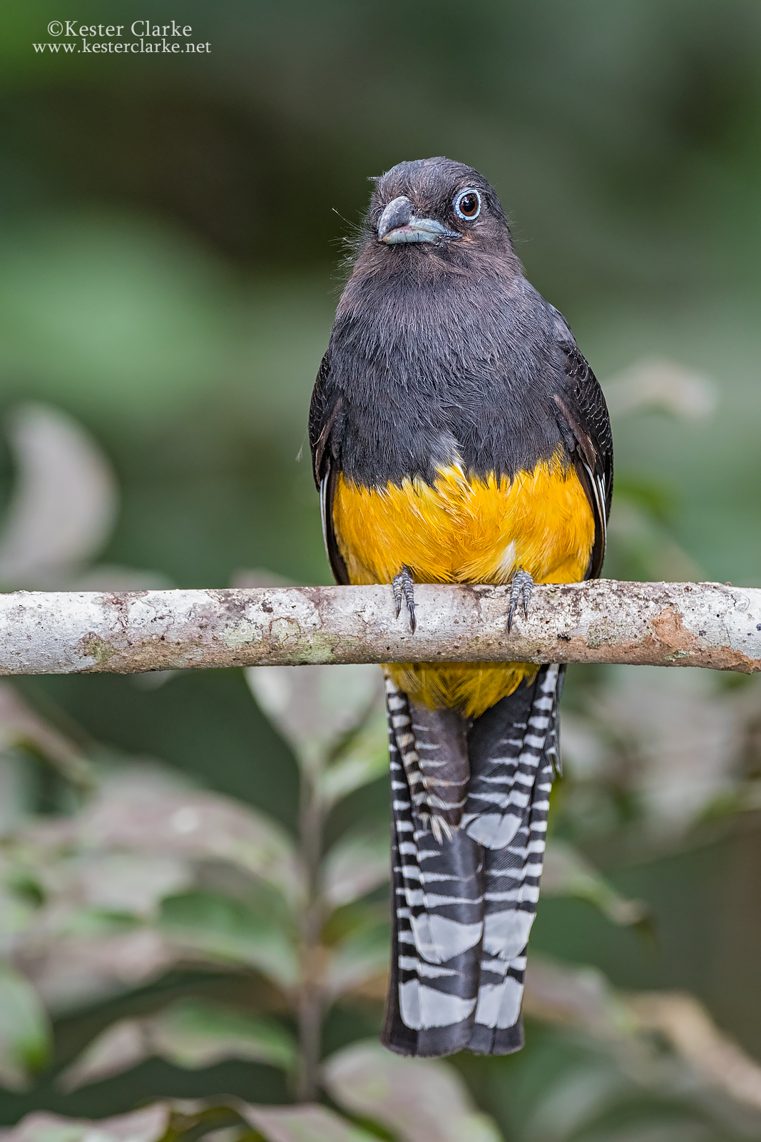 Green-backed Trogon - Kester Clarke Wildlife Photography