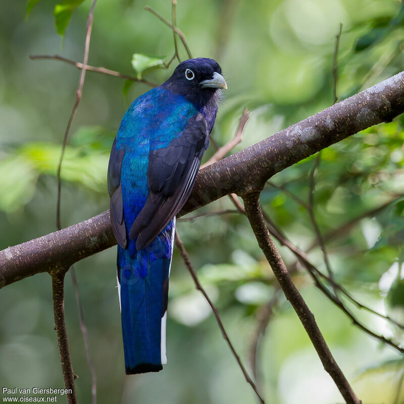 Green-backed Trogon - Trogon viridis male adult - pava283632