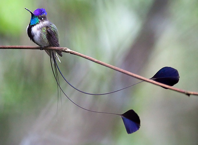 Marvelous Spatuletail - Nature's Most Beautiful Bird