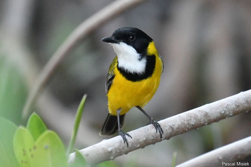 Mangrove Golden Whistler - Pachycephala melanura - pami230456