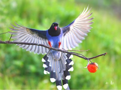 TAIWAN BLUE MAGPIE - YouTube