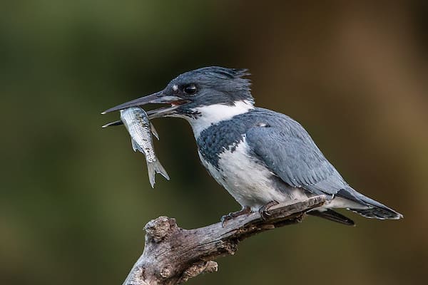 Found worldwide, these unique looking birds are always fun to watch. In this article we explore 14 facts about kingfishers and how they are unique in the animal kingdom.