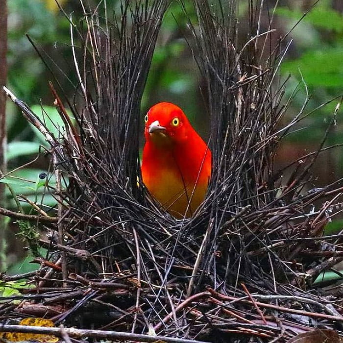 Meet The Flame Bowerbird With Colors Of Fire And An Amazing Dance Performance