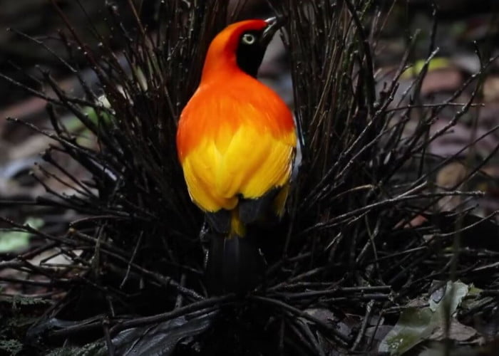 Meet The Flame Bowerbird With Colors Of Fire And An Amazing Dance Performance