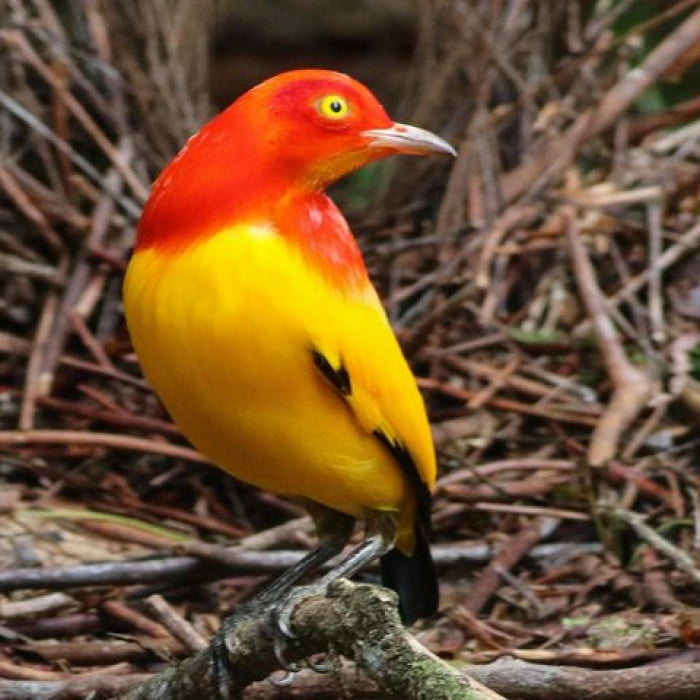 Meet The Flame Bowerbird With Colors Of Fire And An Amazing Dance Performance