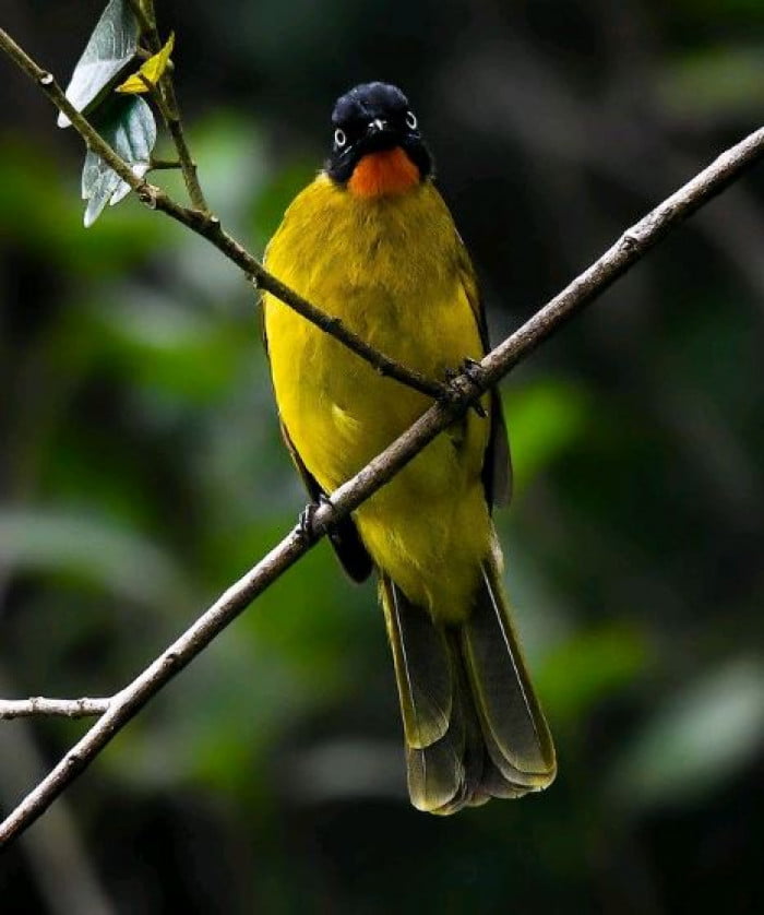 Flame-Throaded Bulbul Bird Looks Like It Is Wearing A Suit And Bowtie