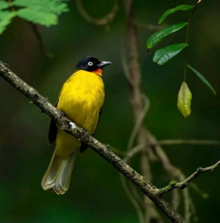 Flame-Throaded Bulbul Bird Looks Like It Is Wearing A Suit And Bowtie