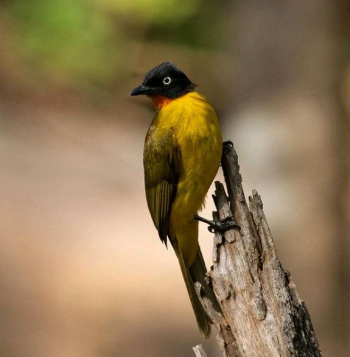 Flame-Throaded Bulbul Bird Looks Like It Is Wearing A Suit And Bowtie