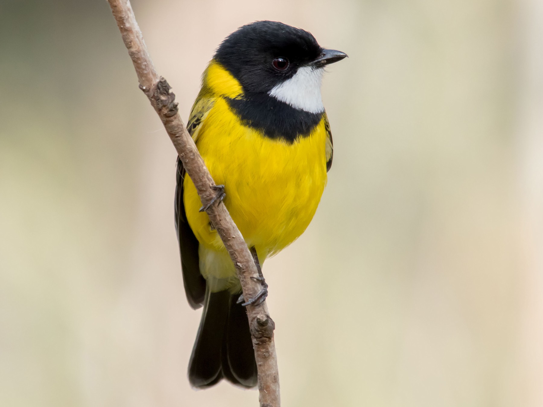 Golden Whistler - eBird