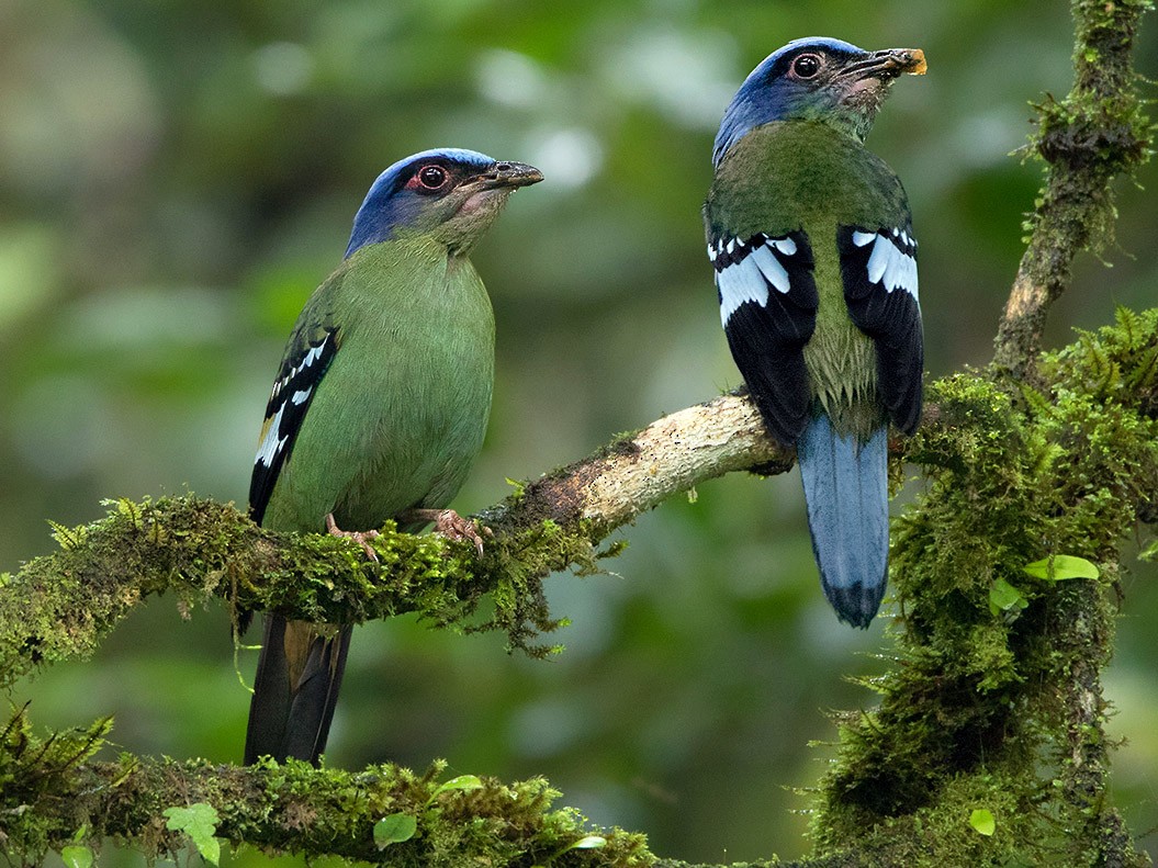 Green Cochoa - eBird