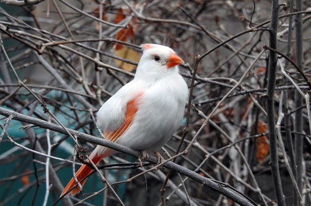 leucistic cardinal