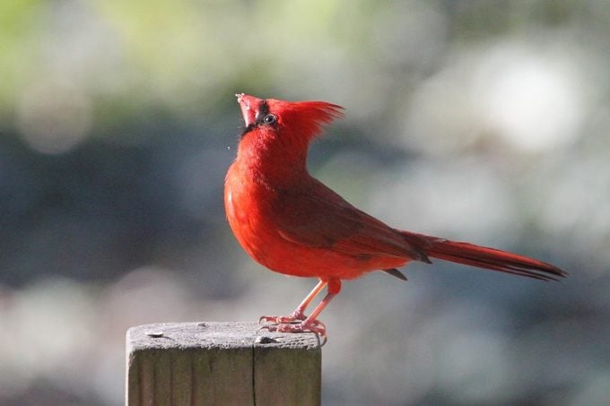 cardinal