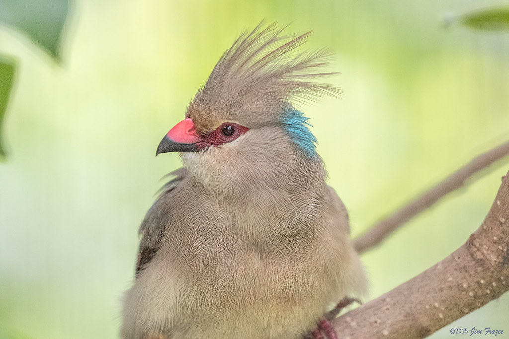 Blue-naped Mousebird (Urocolius macrourus) - Scripps Aviar… | Flickr