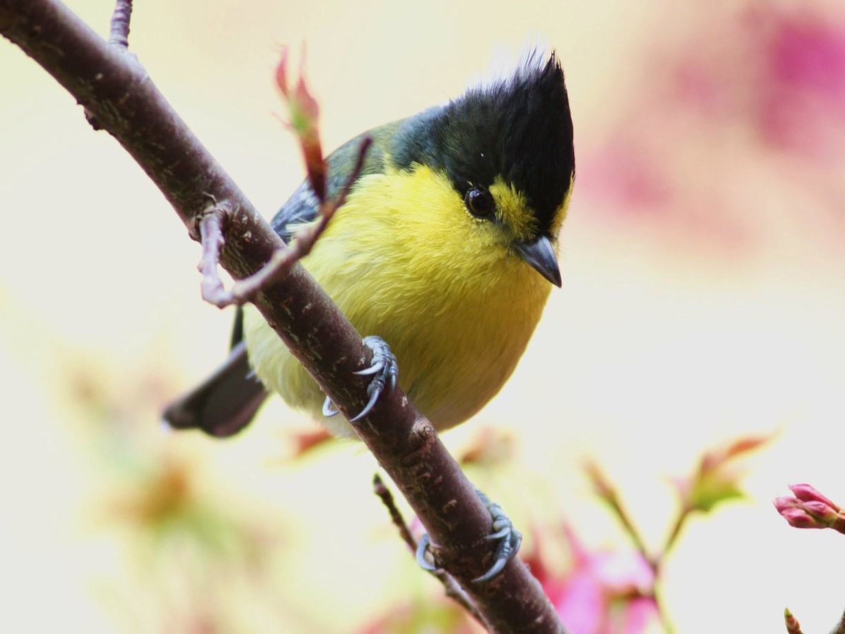 Taiwan Yellow Tit - eBird