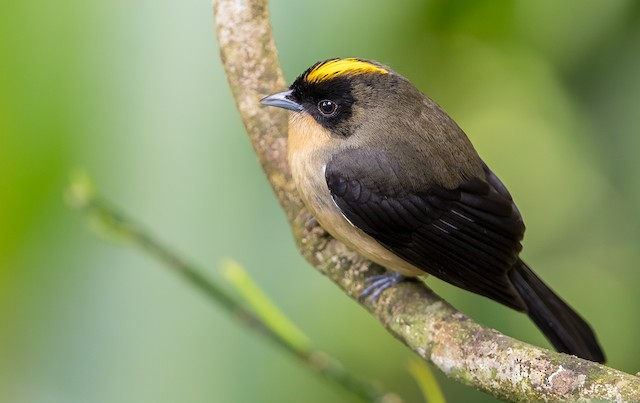 Black-goggled Tanager - eBird