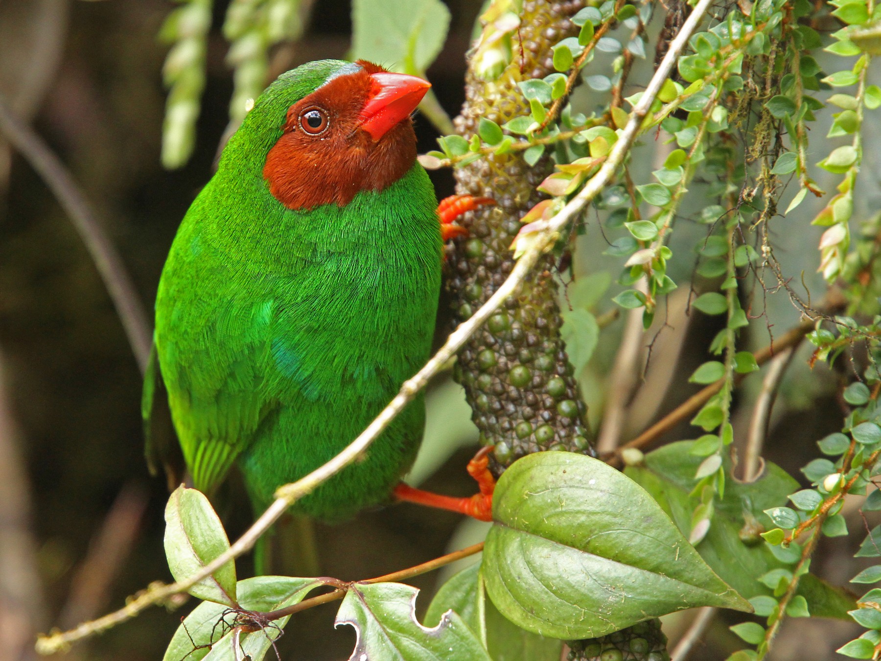 Grass-green Tanager - eBird