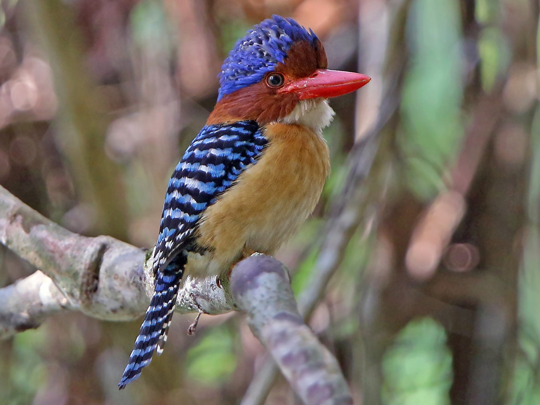 Banded Kingfisher - eBird