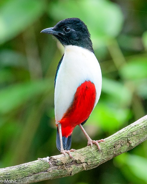 Photos - Ivory-breasted Pitta - Pitta maxima - Birds of the World