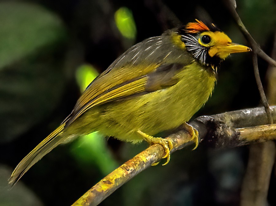 Flame-templed Babbler - eBird