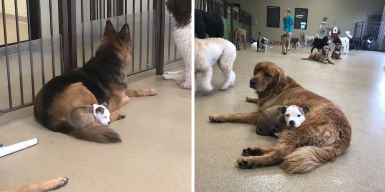 Dog Finds the Fluffiest Dogs at Daycare for Her Perfect Nap Time (10 Photos)