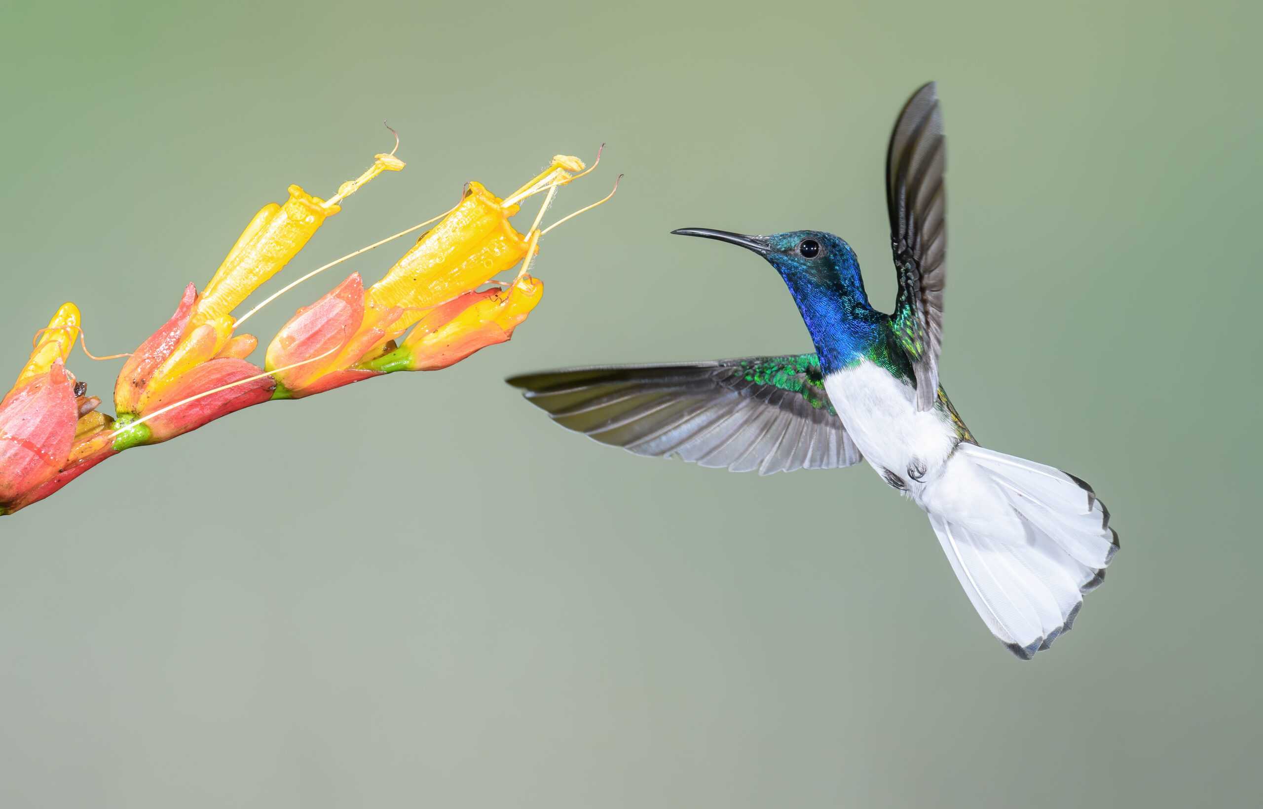 White-necked Jacobin (Florisuga mellivora) | Morten Ross