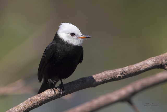 White-headed Marsh Tyrant - eBird