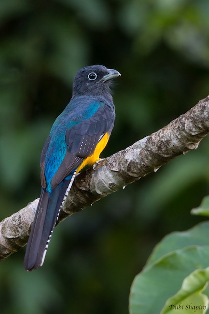 Green-backed Trogon - eBird