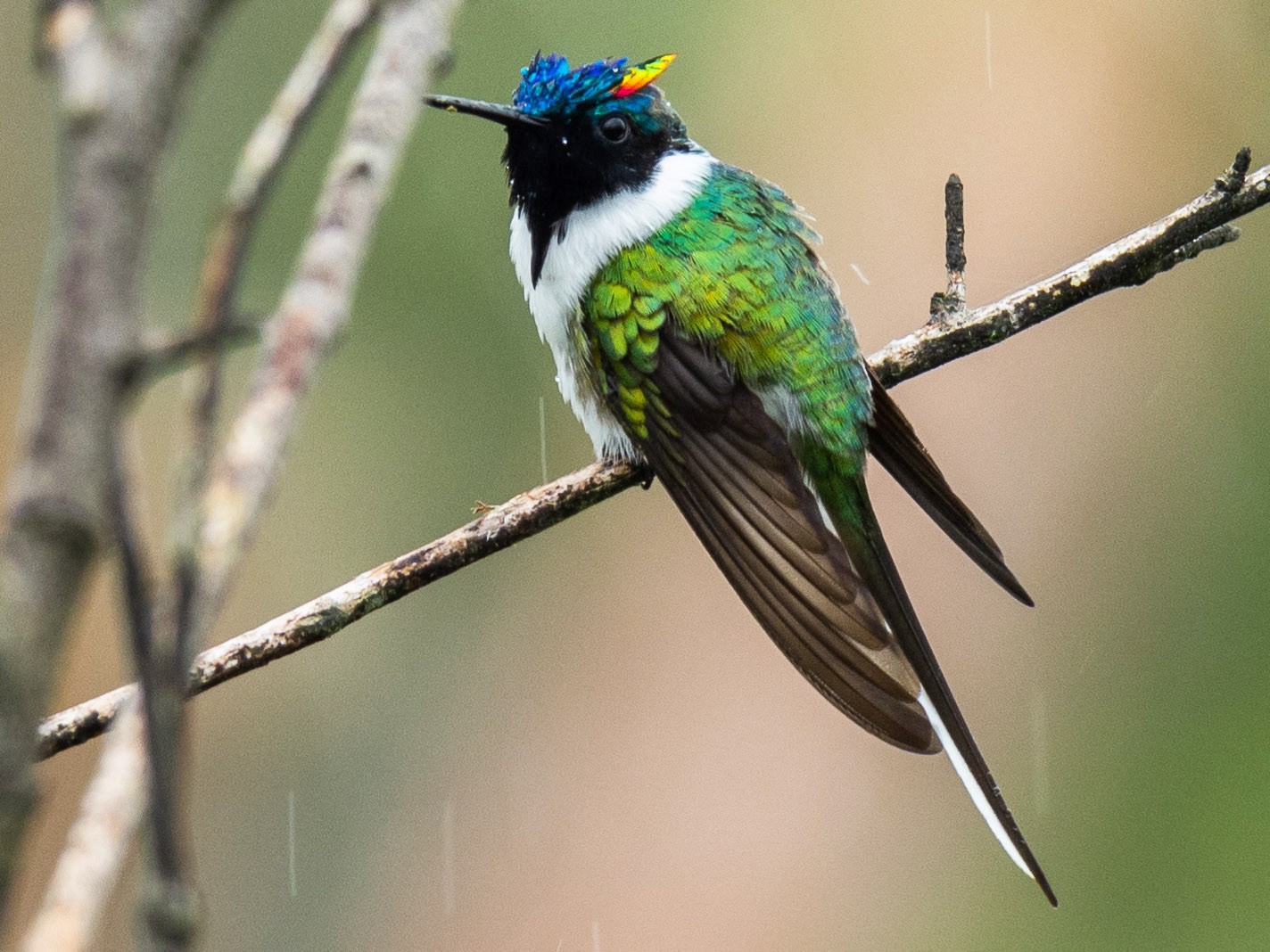 Horned Sungem - eBird