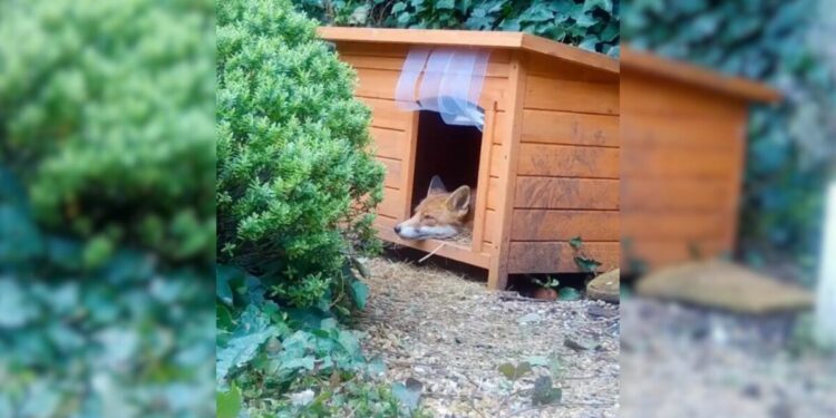 Rescuer Shocked to Discover Why a Fox Was Standing Guard Outside Her Dog House