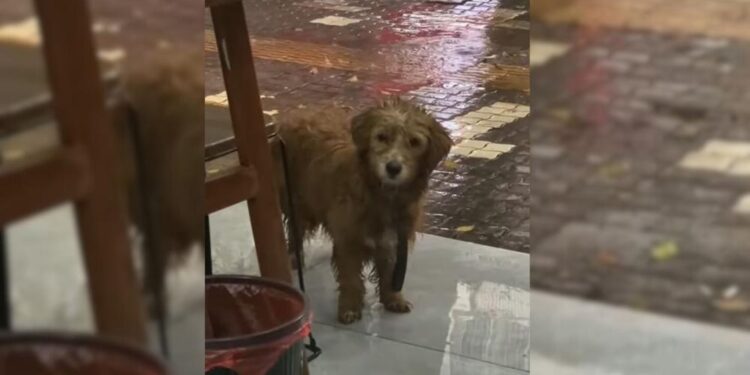 Stray Dog Stands Outside Restaurant Pleading for Food but Gets Overlooked by Everyone