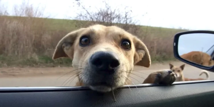 Stray Dogs Halt Woman’s Car, Making Her Unable to Drive Away