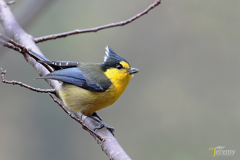 黃山雀(Yellow Tit) | 拍拍山鳥... | 110JW | Flickr