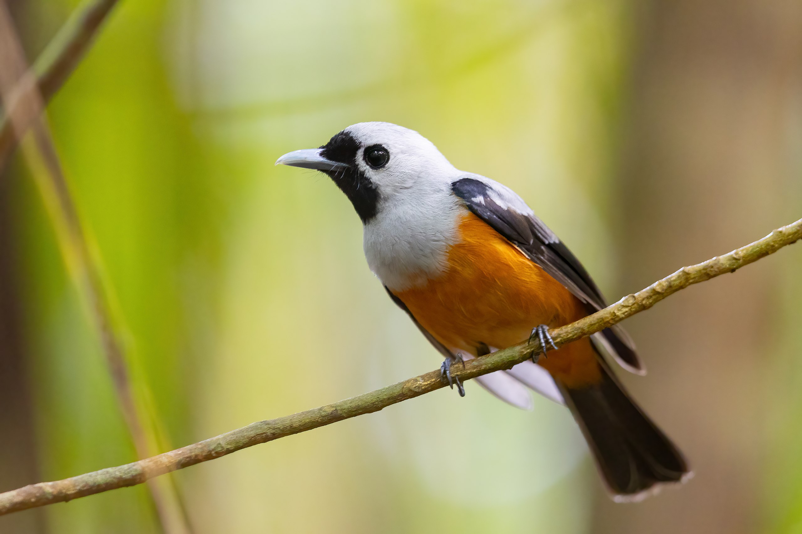 Fil:Black-winged Monarch 0A2A0744.jpg – Wikipedia