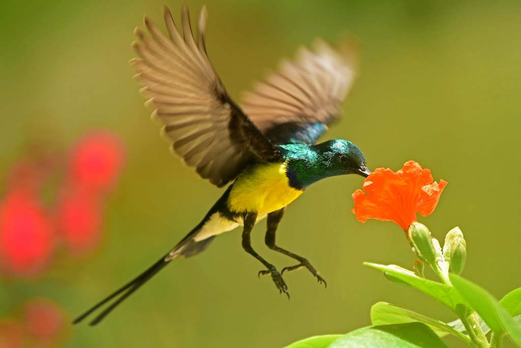 Nile Valley sunbird | ammadoux | Flickr