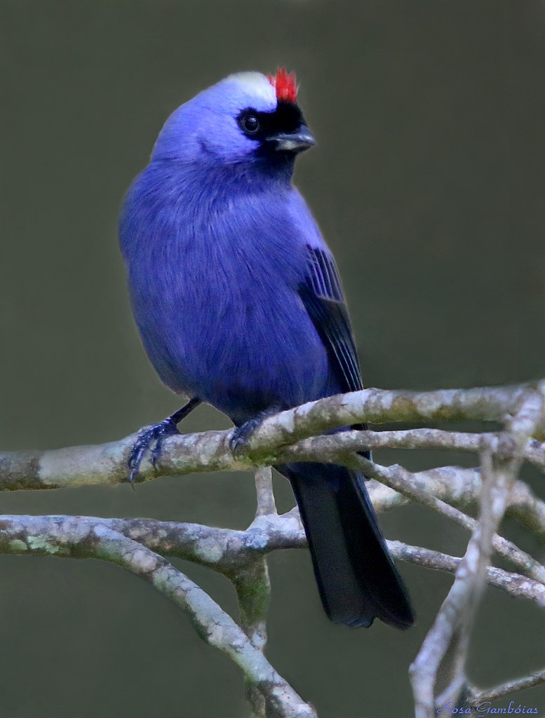 Sanhaçu-frade | Diademed Tanager (Stephanophorus diadematu… | Flickr