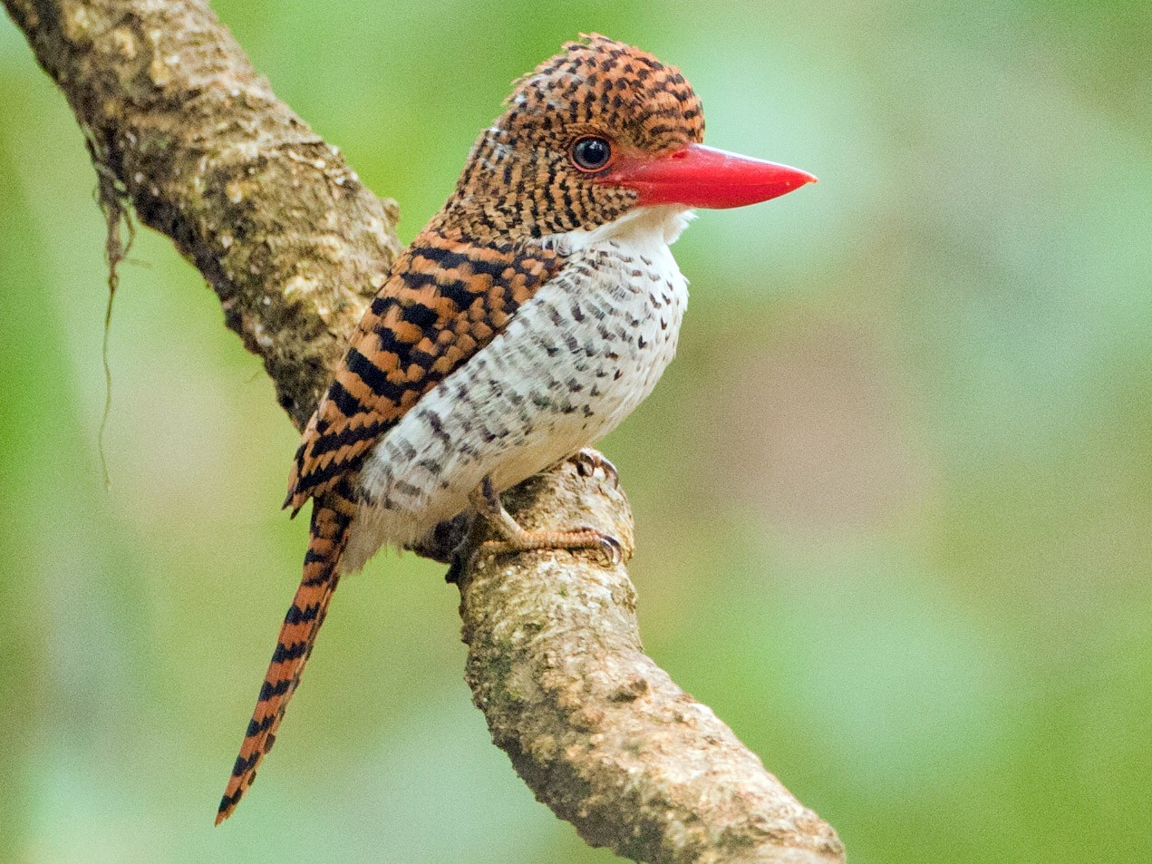 Banded Kingfisher - eBird